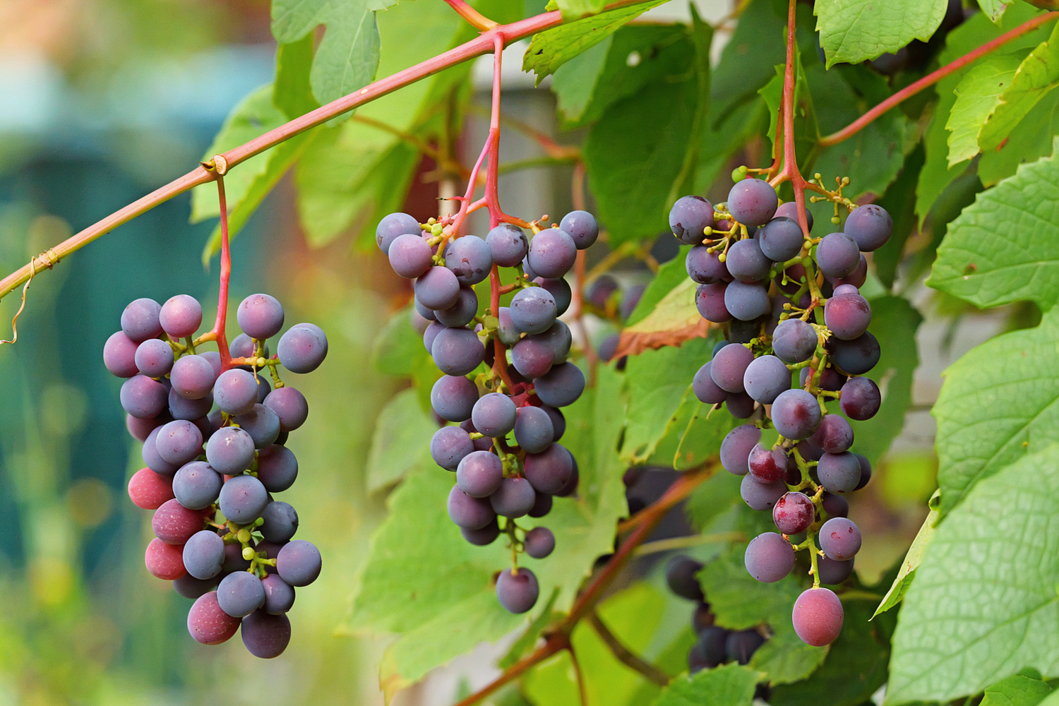 Обработка деревьев от вредителей